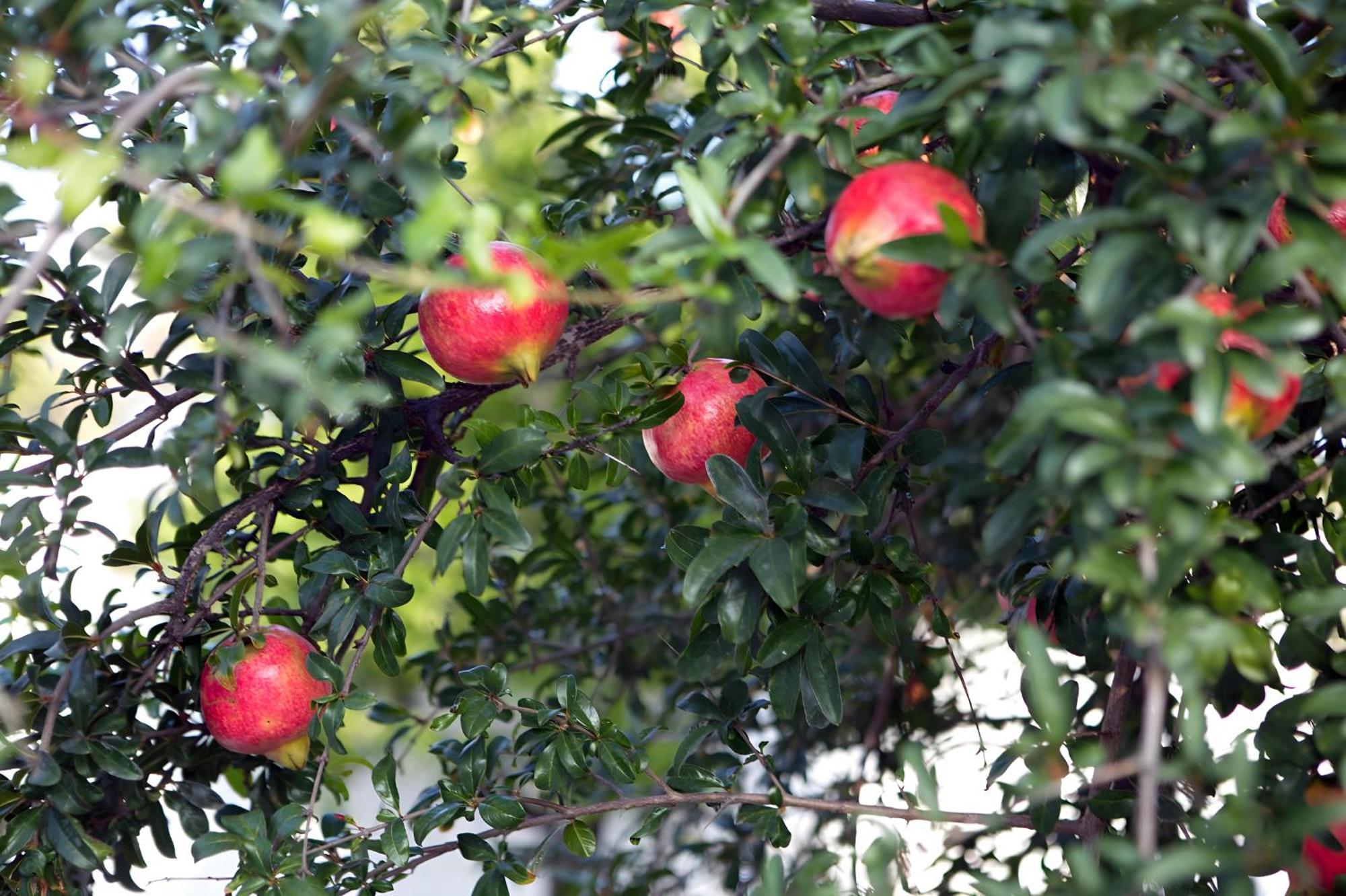 בית נופש Nafplio Cottage-grandma's Yard Asíni